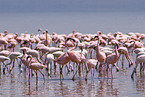 colonyof lesser flamingos